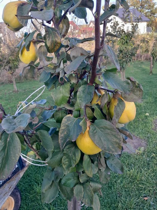 pigwa owoc Pigwa nie pigwowiec piekne owoce