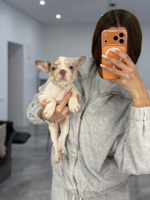 Французский бульдог девочка