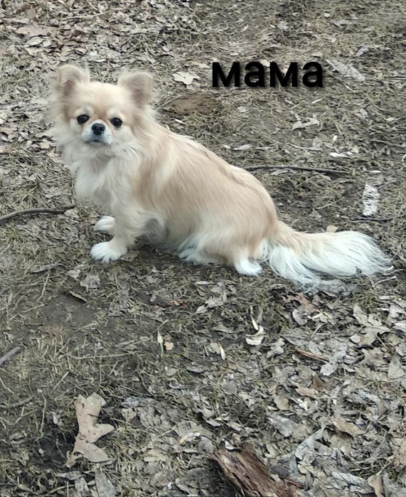 Чихуахуа для вязки