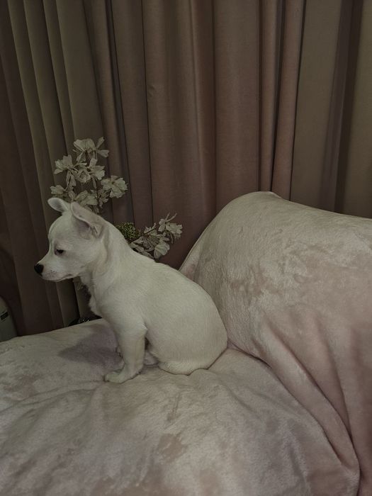 Девочка беленькая маленькая