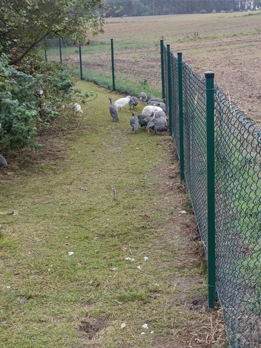 Perliki  do dalszego chowu bądź na rosół