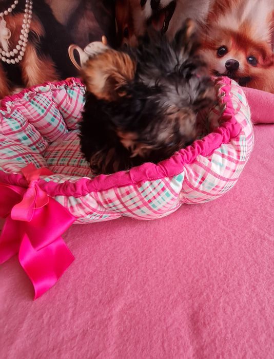 Yorkshire mini minisuper top