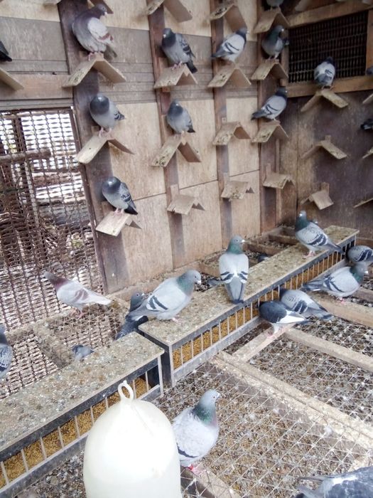 Sprzedam gołębie pocztowe zagraniczne lotowane