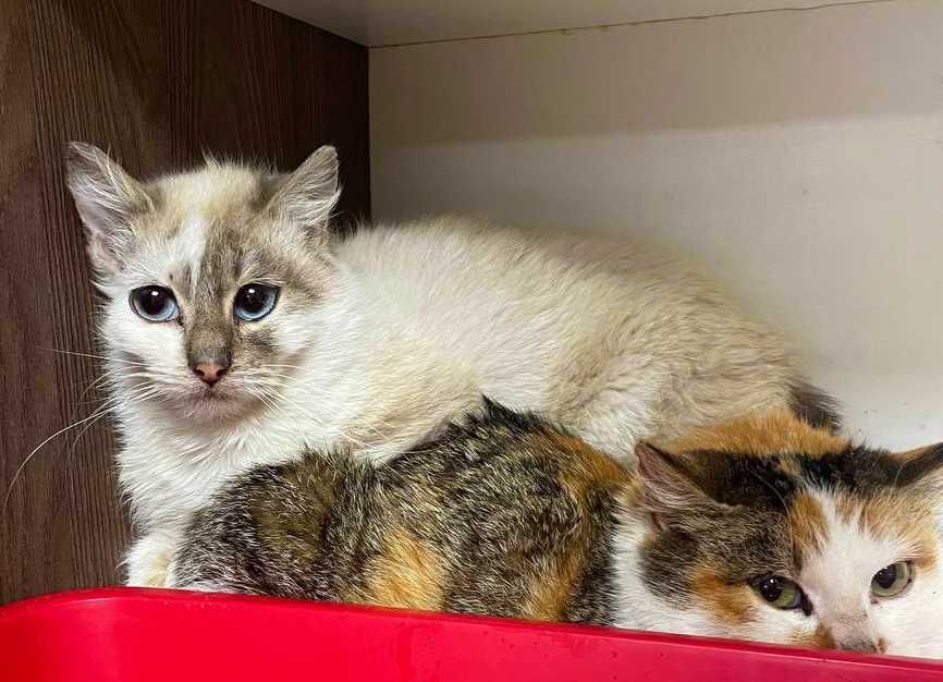 Блакитноока красуня-кішечка Еліс шукає дім (1 рік). Стерил. Кошка