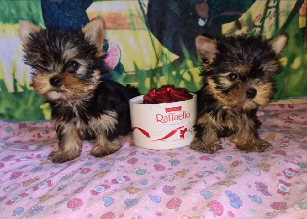 Йоркширський тер'єр