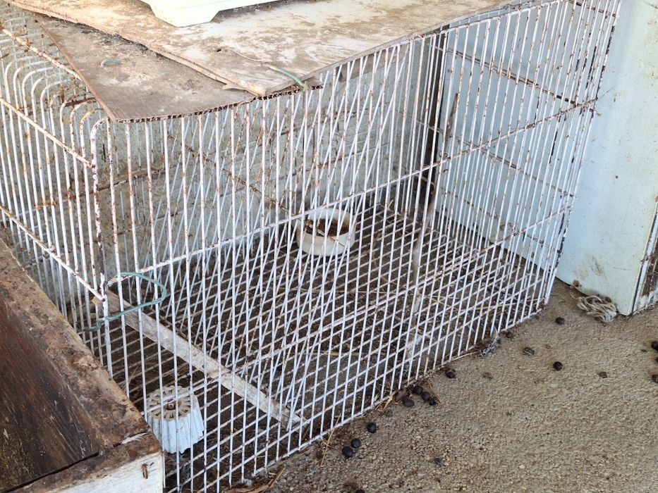 Cedência de gaiolas