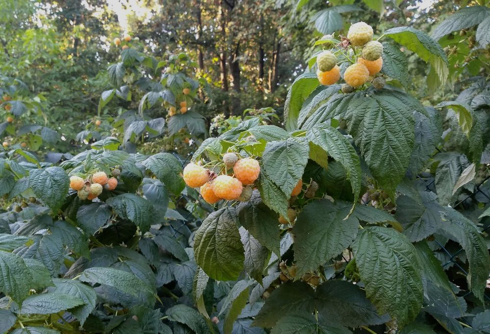 Maliny czerwone i żółte owoce ekologiczne