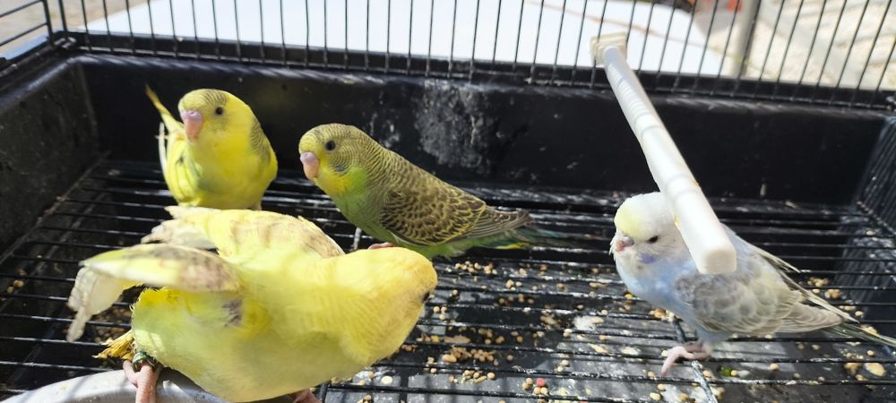 Periquitos australianos