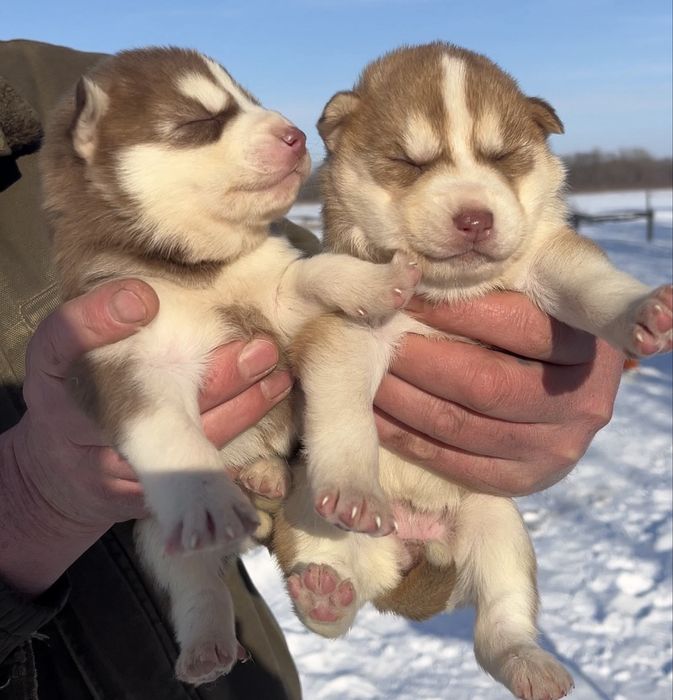 Цуценята  сибірського хаскі. Активні і здорові!