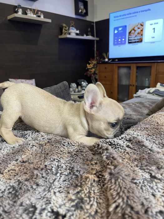 Bulldogue frances