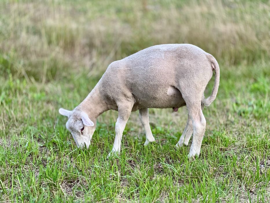 Owce tryki do rozrodu Fryz Texel Białogłowa
