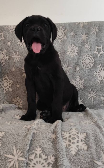 Віп красотка. Чорна кане-корсо для цінителів породи