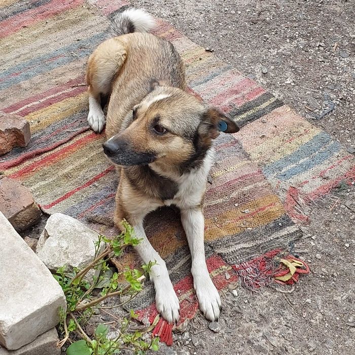 Собака Мая шукає нову родину