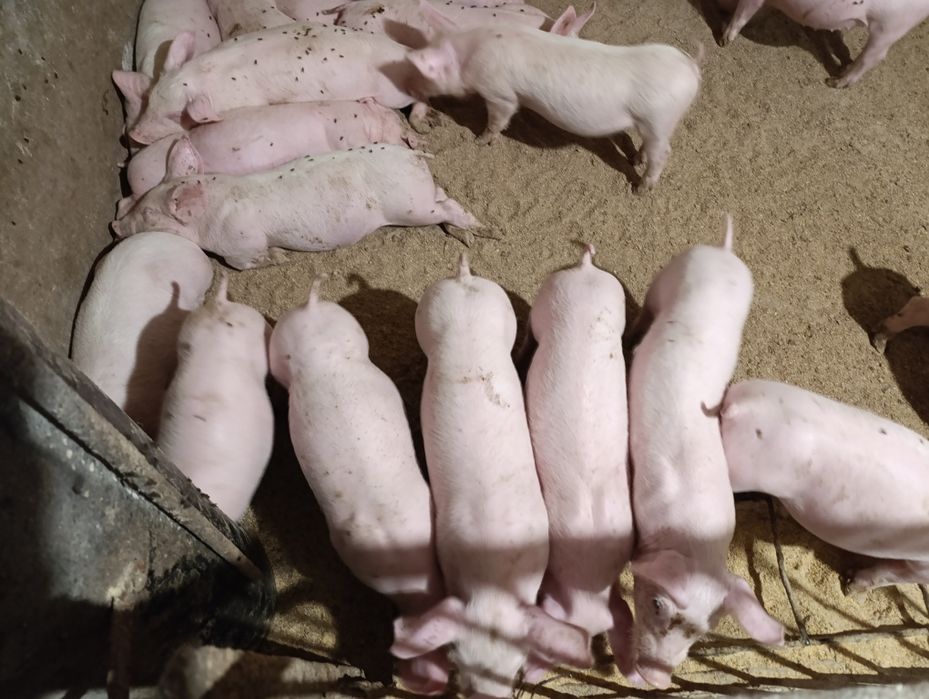 Поросятка на продаж