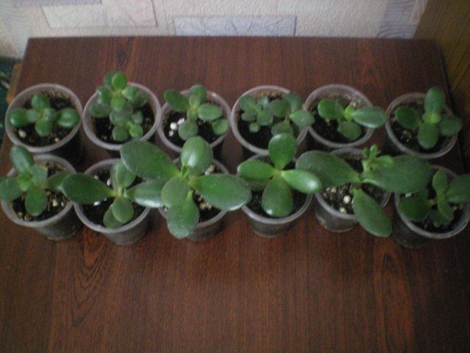 Толстянка денежное дерево распродажа