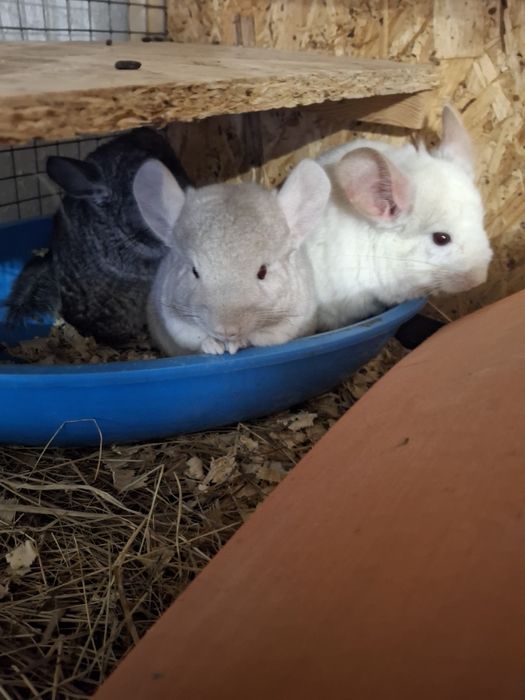 szynszyle różnego koloru