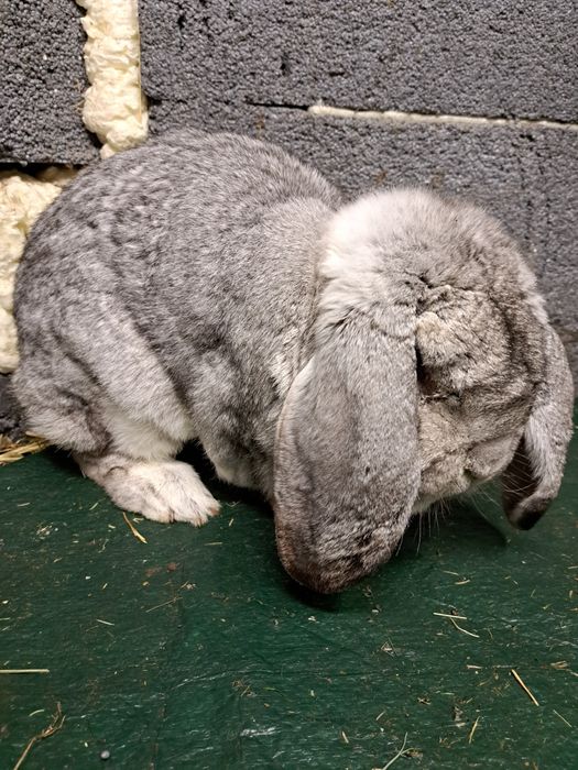 Baran francuski samiec