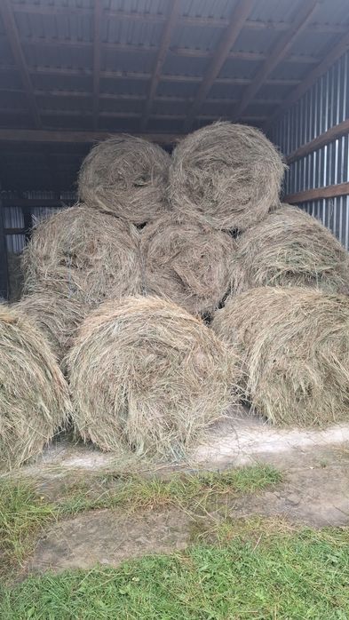 Sprzedam siano z pierwszego pokosu 2025