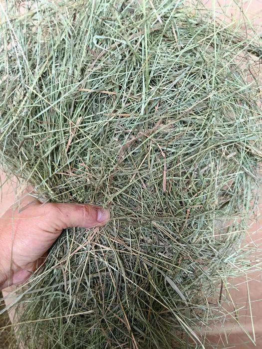 4 kg sianko łąkowe dla świnek morskich - mega paczka dla świniaczka - BOROWIK