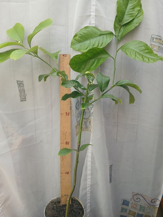 Лимон Павловский