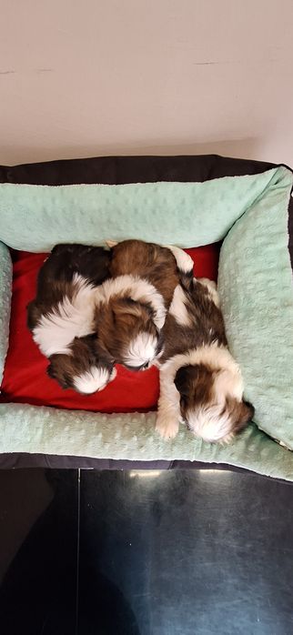 Shih Tzu suczki.