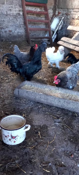 Sprzedam koguta Ayam cemani