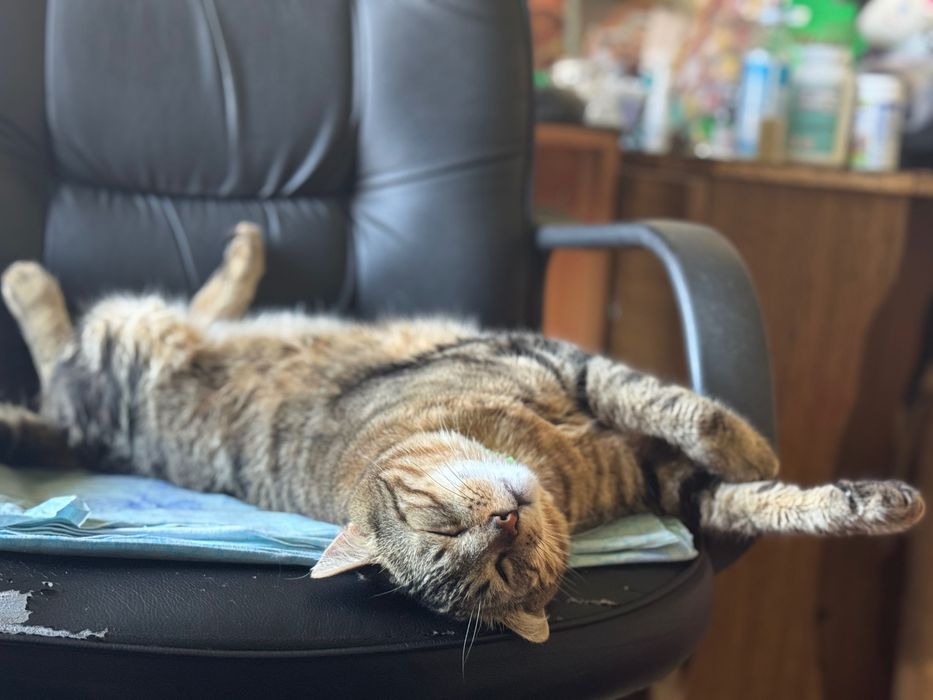 Прилаштовується Кіт 2,5 роки