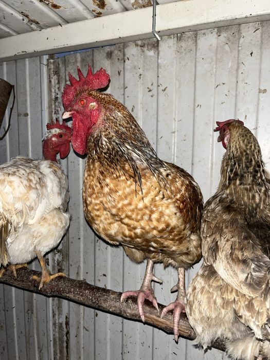 Sprzedam jaka legowe