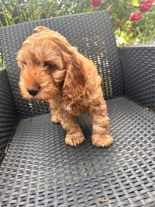 Pies Chłopak Cockapoo / Cocapoo - Cocker Spaniel + Pudel miniaturowy
