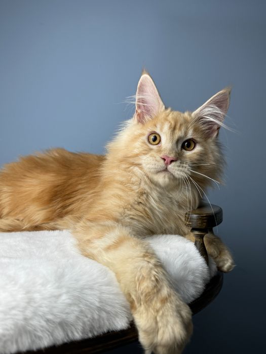 Яркий рыжий мальчик мейн кун 4 месяца крупная линия