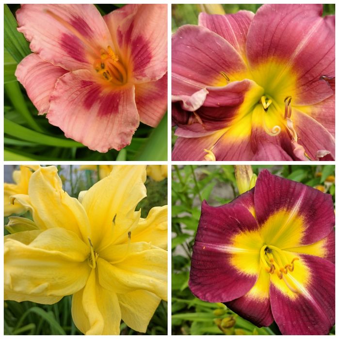 Молочай кипарисовидный, ирисы, лилии, ромашки