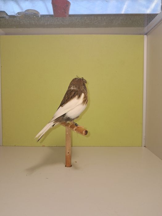 Kanarek gloster kanarki glostery samica szafirowa 2025 RS