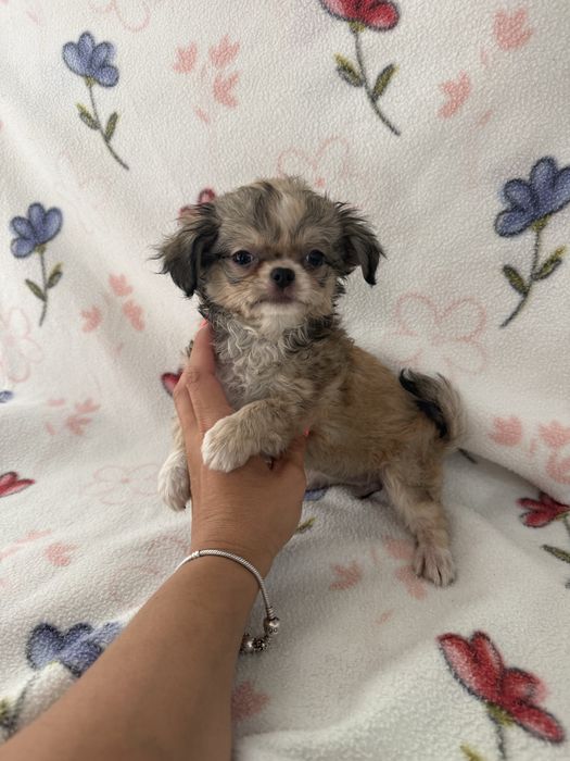 Excelente mini  menina pelo comprido Chihuahua/Chiuaua de Qualidade, Linhagem Russa