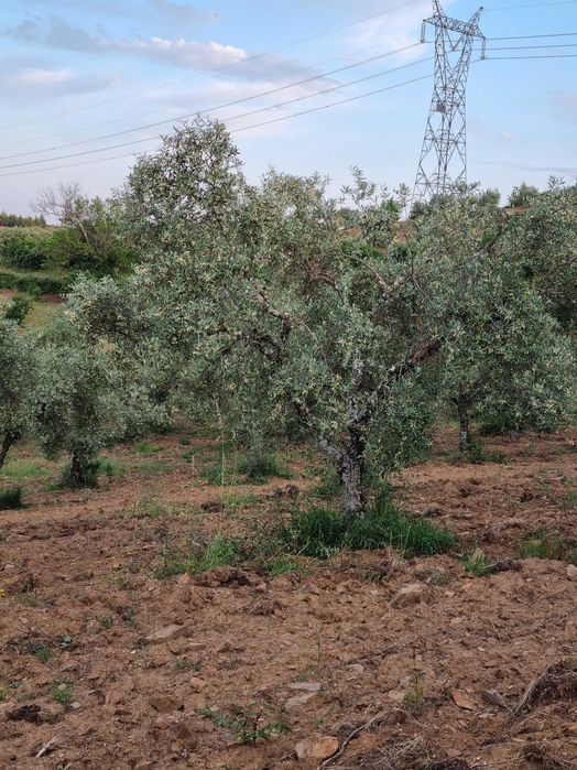 Terreno com Olival com aproximadamente 2,5 hectares em Olmos, Macedo de cavaleiros