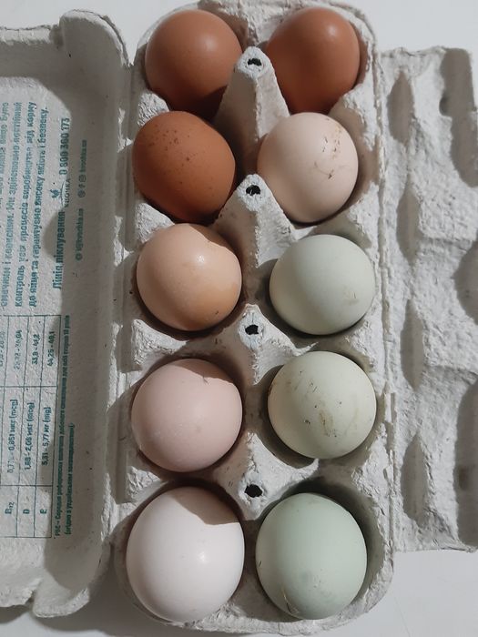 Яйце інкубаційне