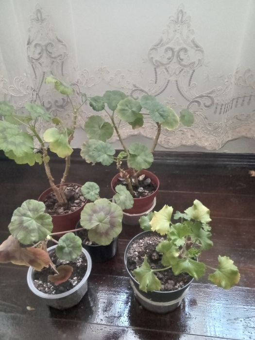 Пеларгонії різні