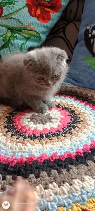 шотландські котики висловухі