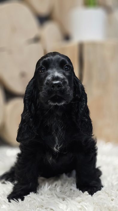 Cocker spaniel angielski