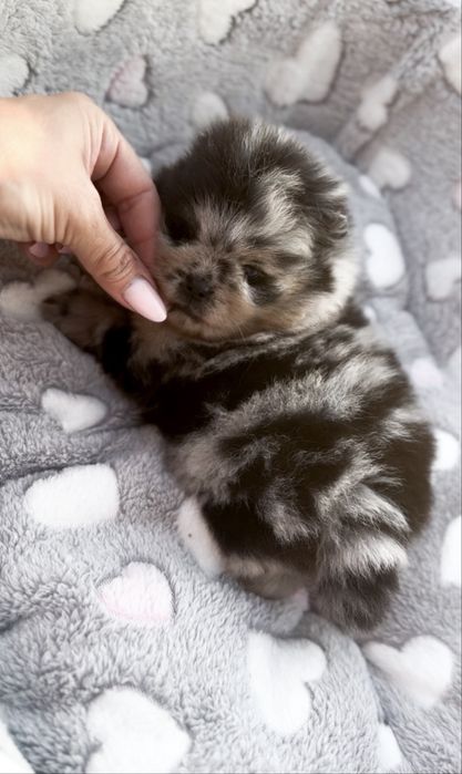 Pomeranian Mini chłopiec!