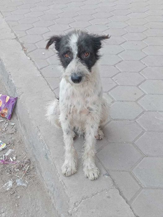 Piesek Armad z Kairu szuka domu