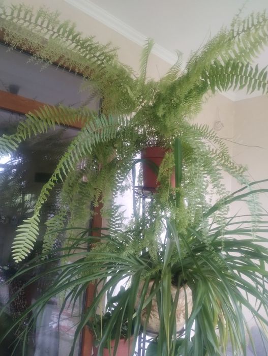 Вазони. Великий вибір.