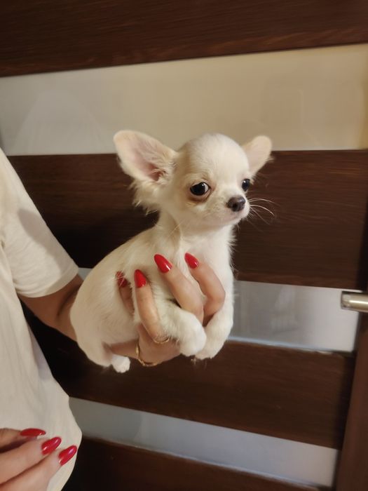 Malutki  chłopczyk chihuahua