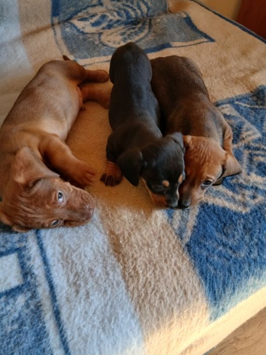 Jamnik krótkowłosy