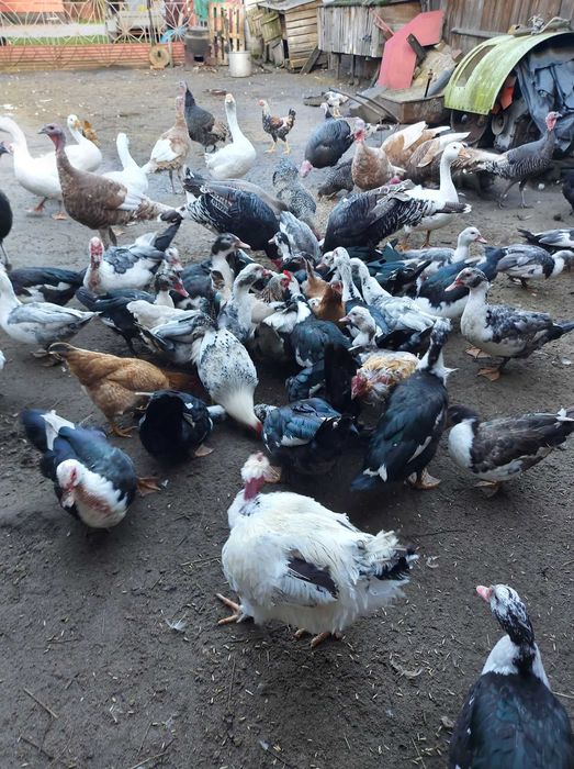 Kaczki francuskie, indyki, gęsi