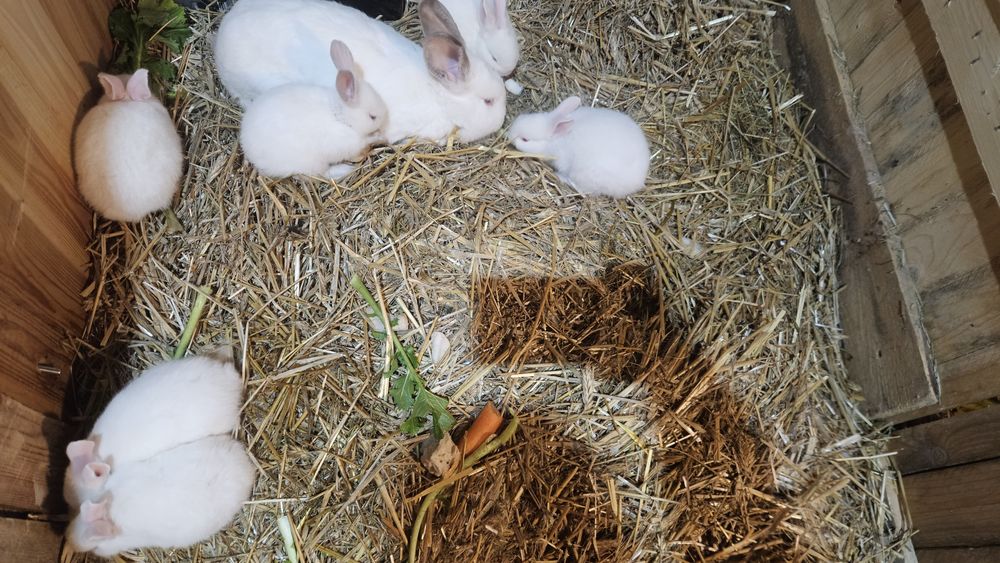 Króliki termondzki i kalifornijski