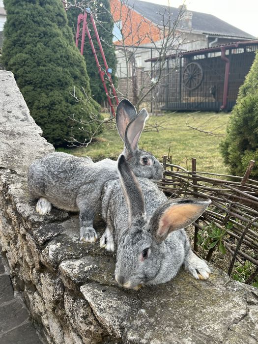 Кролики шиншила самки і самці.