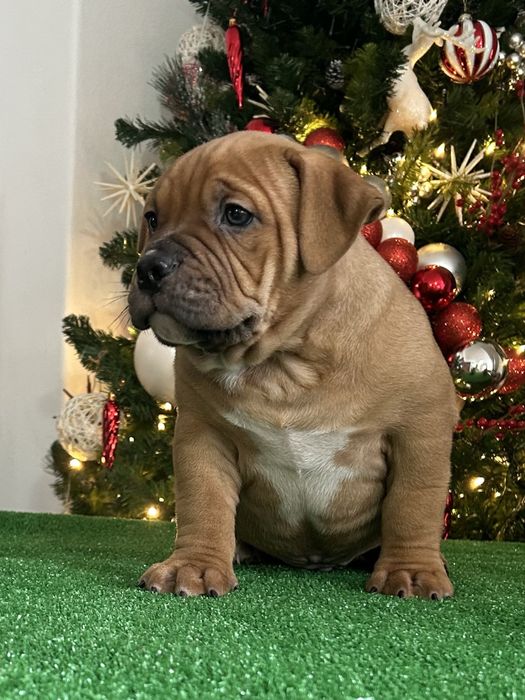 American Bully Pocket