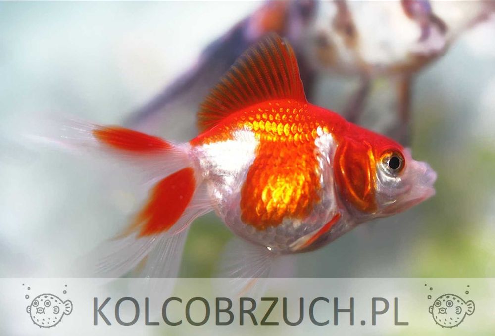 Welonka odmiana CZERWONO - BIAŁA - Welon - Carassius - dowóz, wysyłka