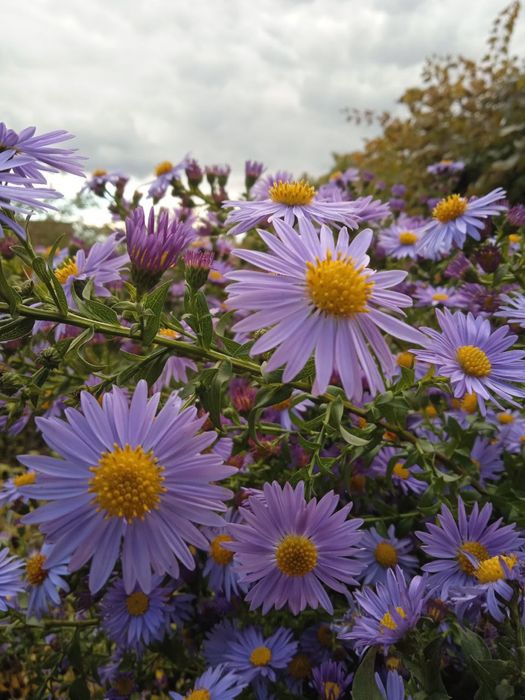 Багаторічні рослини для природнього саду