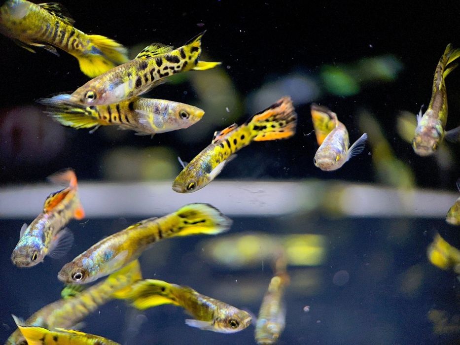 Guppys Endler Tiger